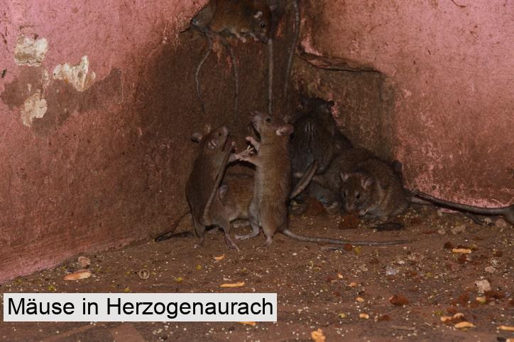 Mäuse in Herzogenaurach